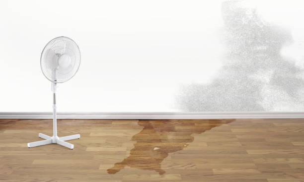 Best Professional water damage repair  in Trafalgar, IN